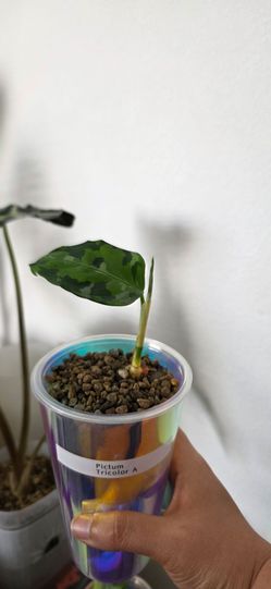 🌿 Aglaonema Pictum Tricolor (A)