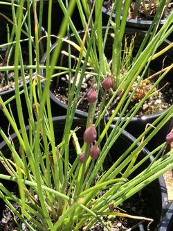 Chives, (Cut And Come Again)