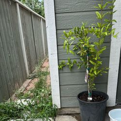 Pomegranate Tree