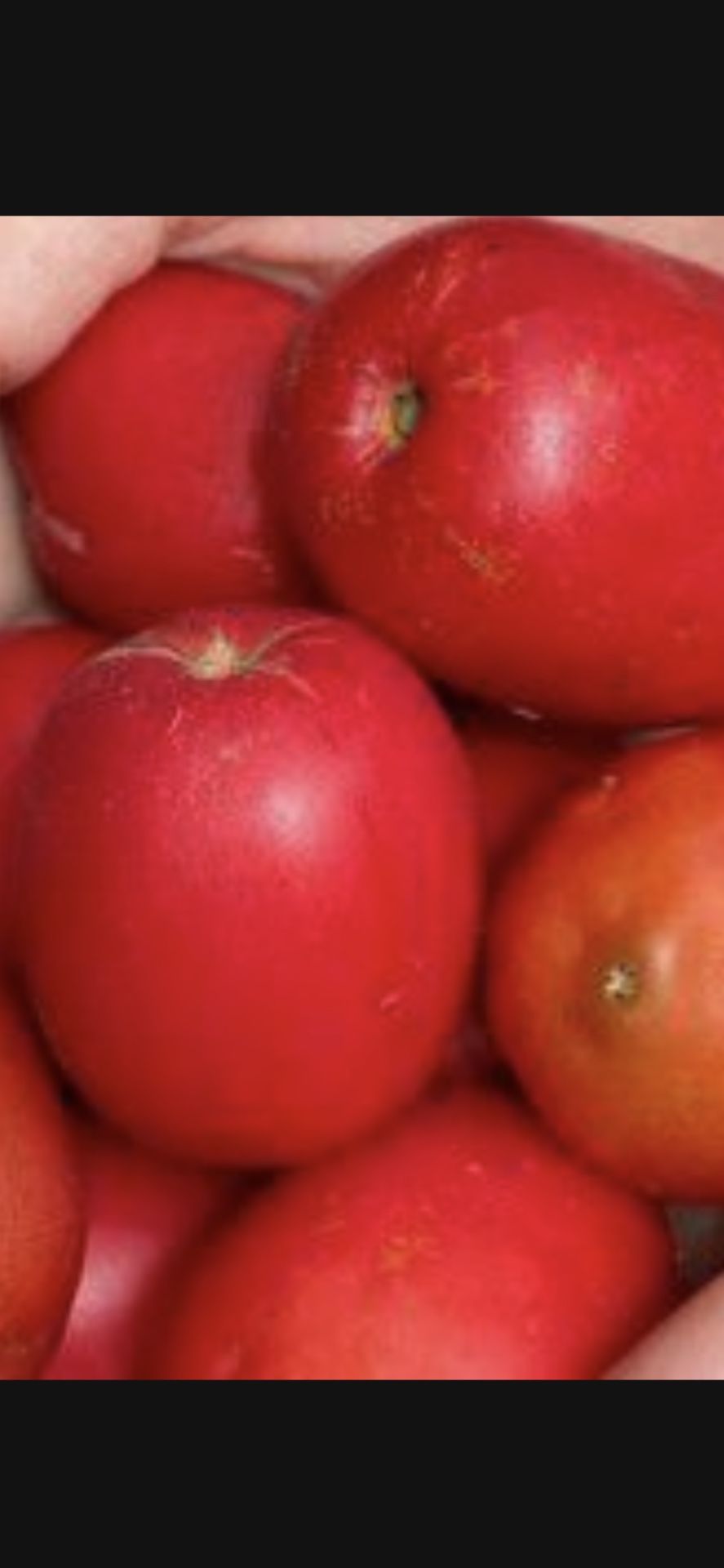 Hog Plum