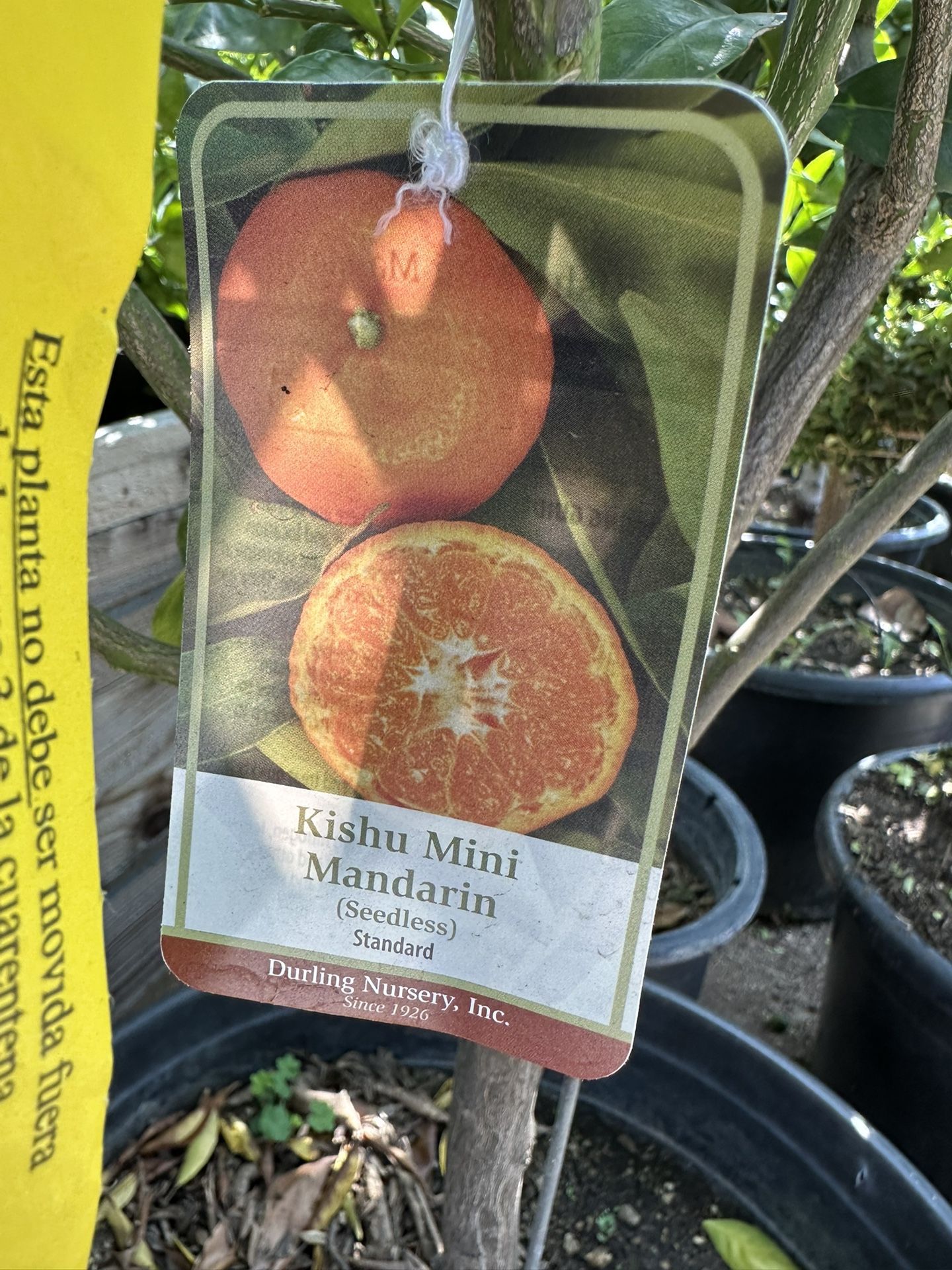 Kishu Mini Mandarin Tree 25g
