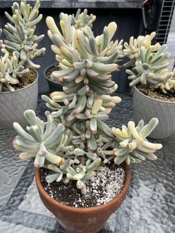 SUCCULENT, COTYLEDON ORBICULATA VARIEGATED, LONG LEAVES 