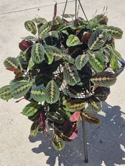 Red Prayer plant