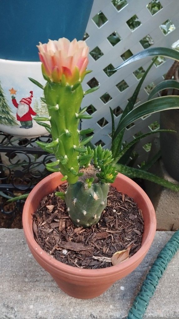 Blooming Cactus🌵