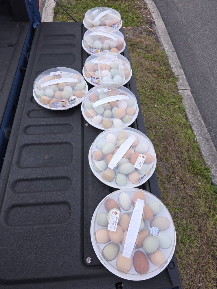 ORGANIC EGGS