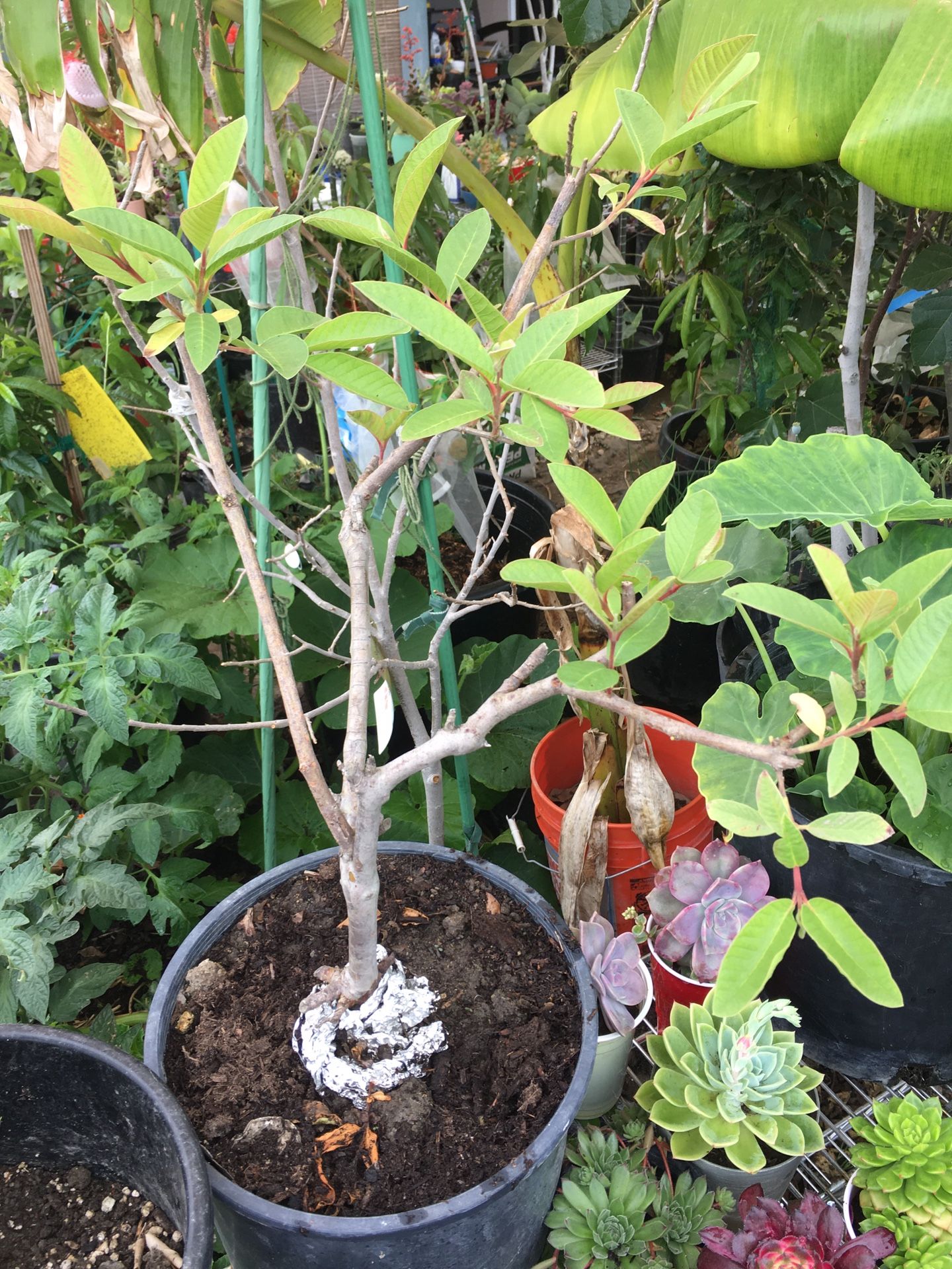 Big White Crunchy Guava Fruit Tree Great To Turn Into Bonsai