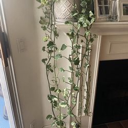 Pothos Plant