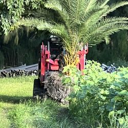 Sylvester Palms