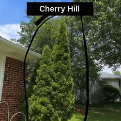 Thuja bush 