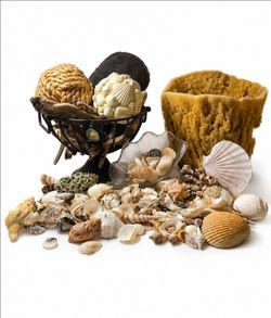 Jumbo Natural Sea Sponge w/ Coastal Shell & Driftwood Decor Collection