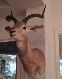 African Antelope Shoulder Mount Taxidermy