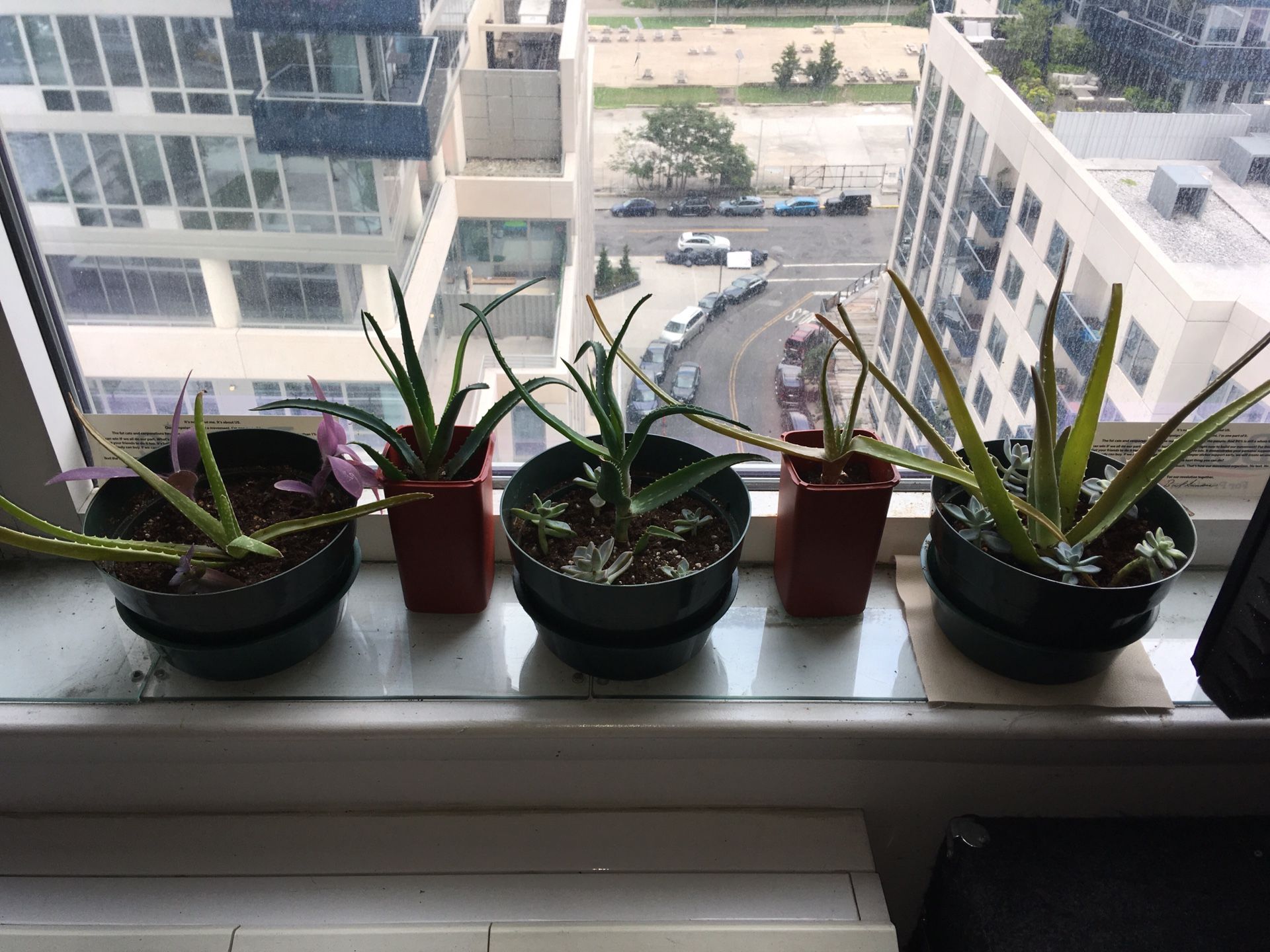 Aloe Vera/ succulent Plants