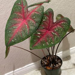 Caladium Tri-color/ Colorful Elephant Ear Plant