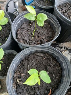 Soursop trees