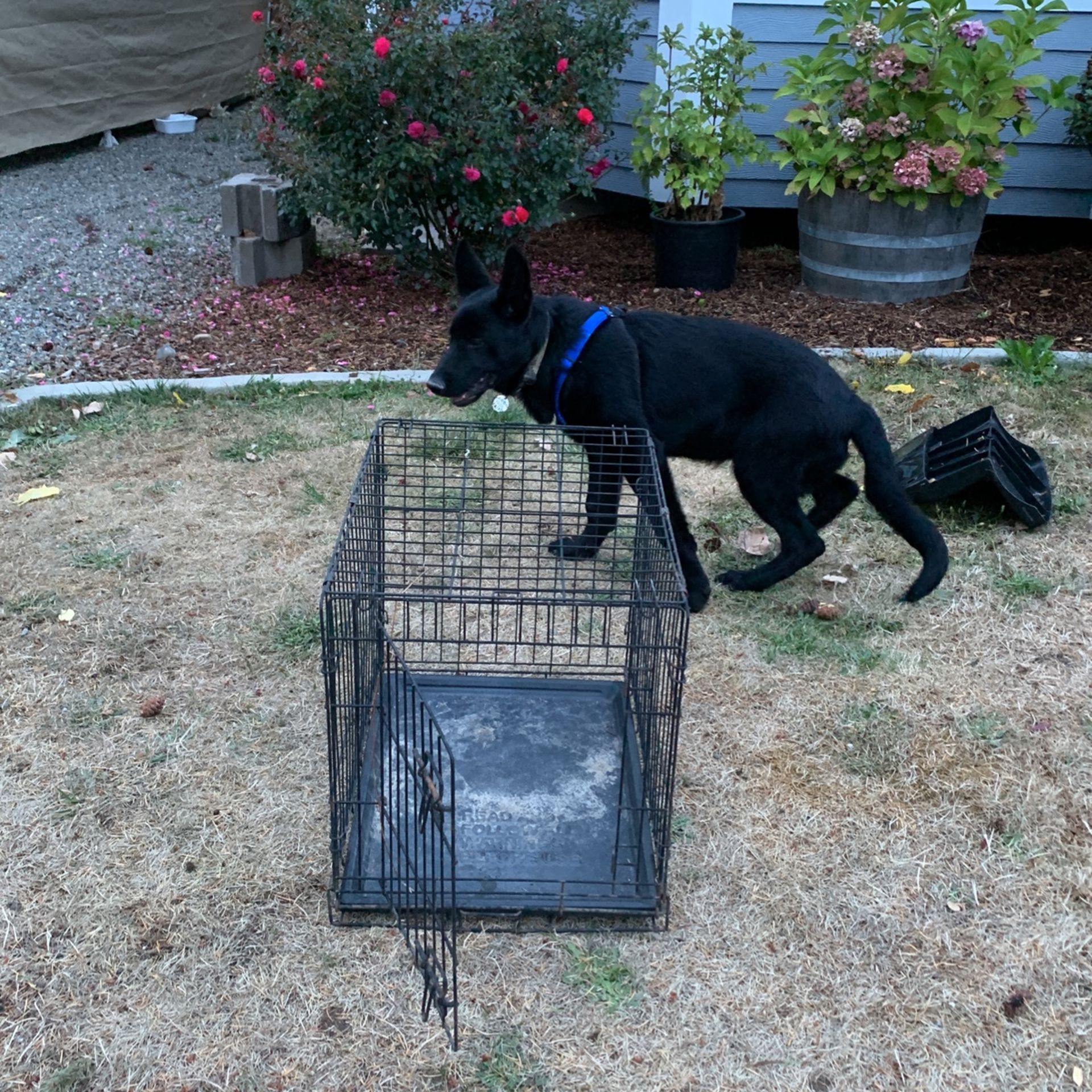 Small Dog Kennel 