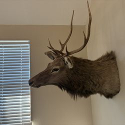 Gorgeous MAJESTIC ELK WALL MOUNT..issue In Nose…..