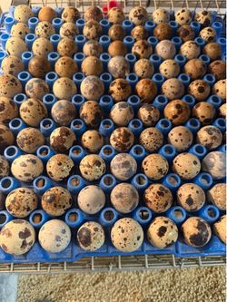 **QUAIL** eggs
