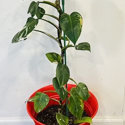 Indoor Plant - White Princess Philodendron