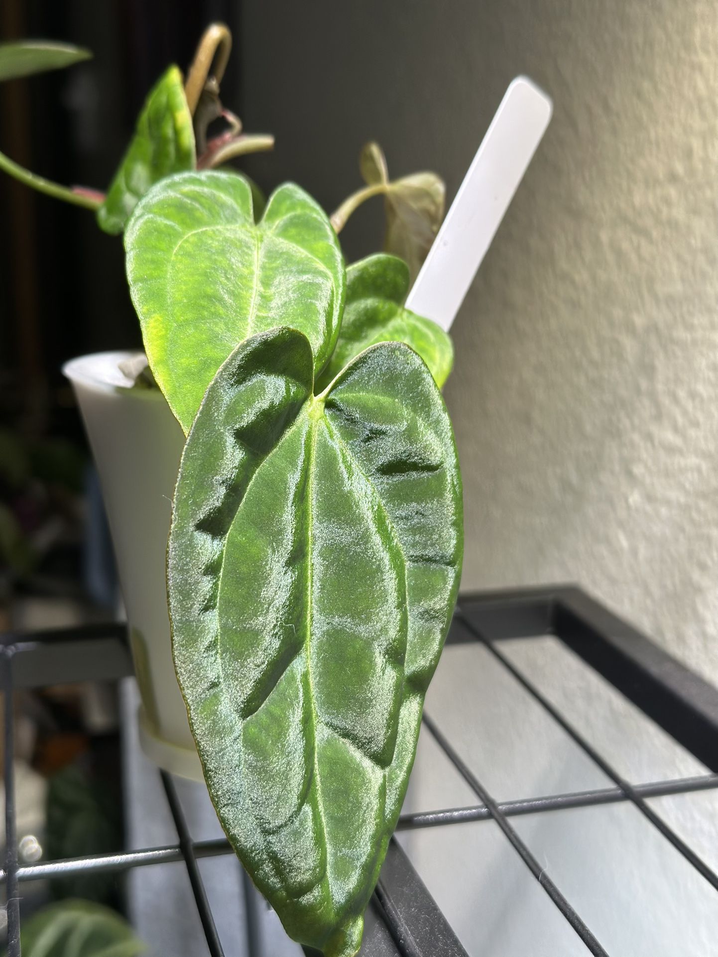 Anthurium (Read Description)