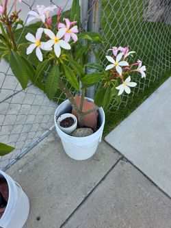 Pink and white