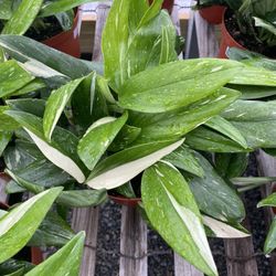 Variagated Monstera Standleyana Cobra Rooted Cuttings