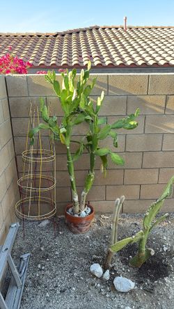 Cactus