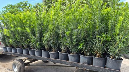 Beautiful Podocarpus Plants 3 feet Tall. Instant privacy
