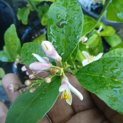 Grafted Dwarf Meyer Lemon Trees 😃🌿🌿🌿🍋🍋🍋🍋