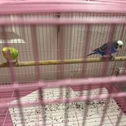 Parakeet Cage 