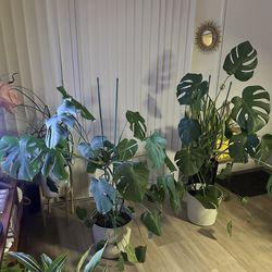 XL Healthy Monsteras