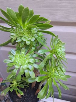 Succulents