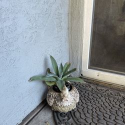 Agave Plant With Cute Chicken Pot