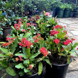 Crown Of Thorn Plant