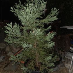 Incense Cedar Trees