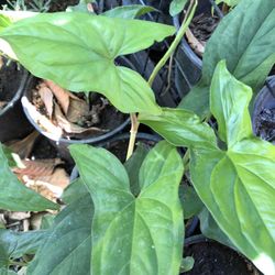 Planta Natural