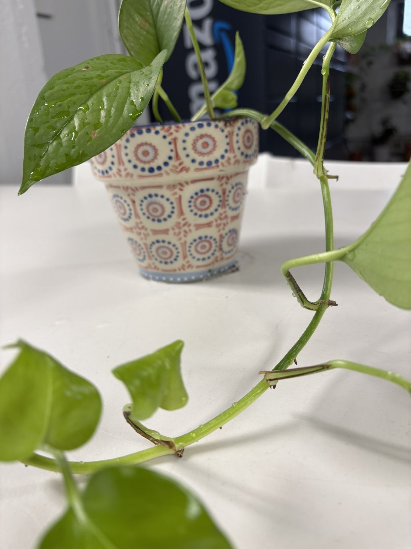 Pothos Plant And Pot