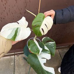 6” monstera albo high variegation