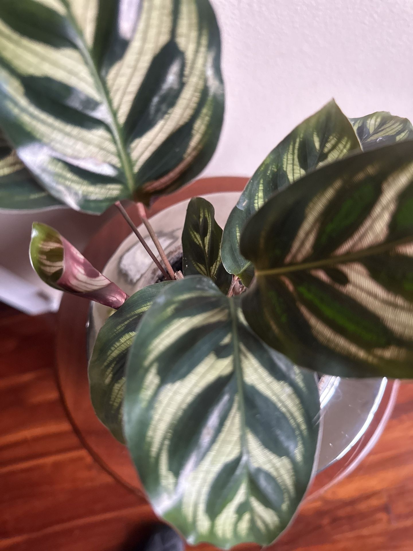 Healthy Indoor Plant With Pot