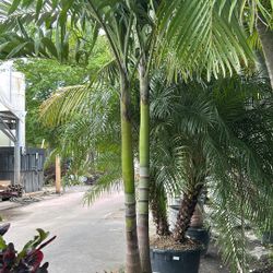 Christmas Palm - 25 Gallons 