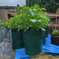 Potato Sacks / Potato Plant In Sac