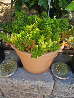 Succulent - Sedum "Pork And Beans" - $10