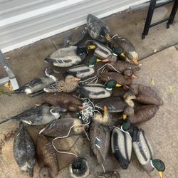 Duck decoys, a Cabelas bag full approximately 20 mixed as pictured duck hunters look