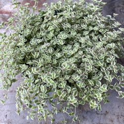 Little Missy Succulent Plant In 6 In. Pot