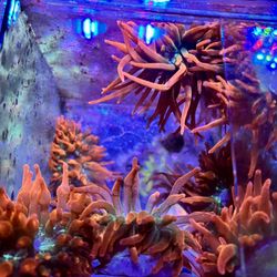 Beautiful Bubble Tip Anémona 