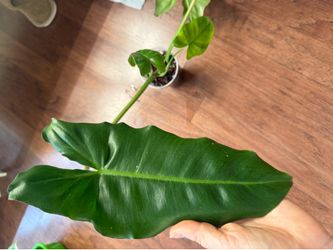 Philodendron paraiso Verde reverted plant