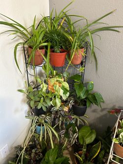 Plants for sale 10