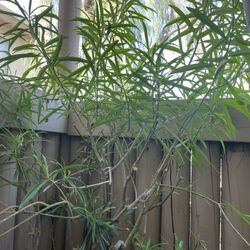 Mature Appx. 6ft Japanese Yellow Oleander Tree in Pot