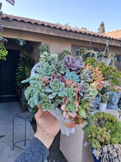 Angel Wings Planter Succulent Arrangement $48