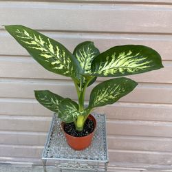 6” Dieffenbachia Tropic Snow