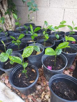 Jackfruit plants